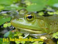 /home//u458753944/public_html/sourcegallery//Frogs/More bullfrogs/P7261268.JPG
